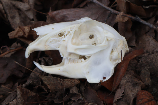 Jack Rabbit Skull