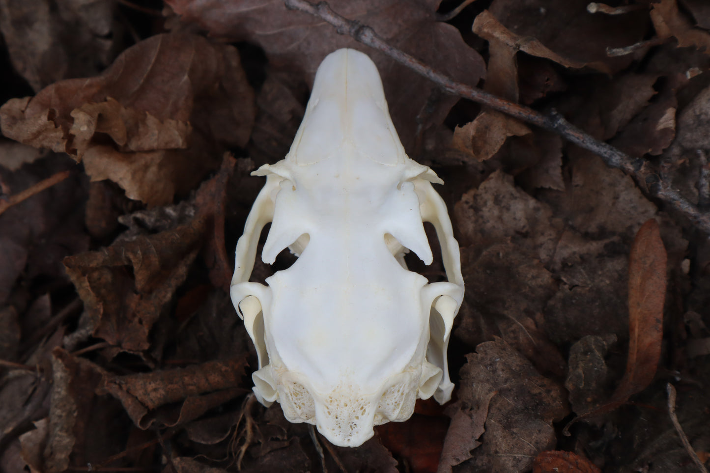 Jack Rabbit Skull