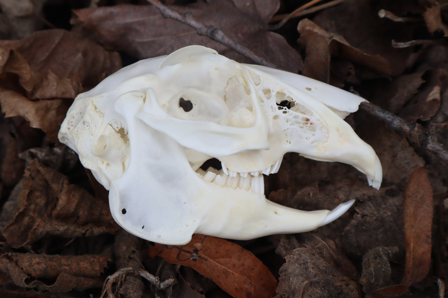 Jack Rabbit Skull