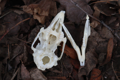 Jack Rabbit Skull