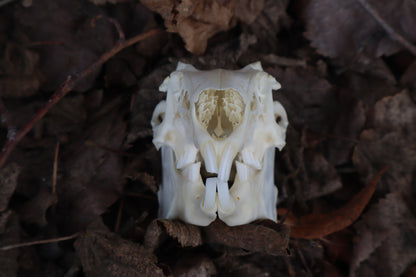 Jack Rabbit Skull