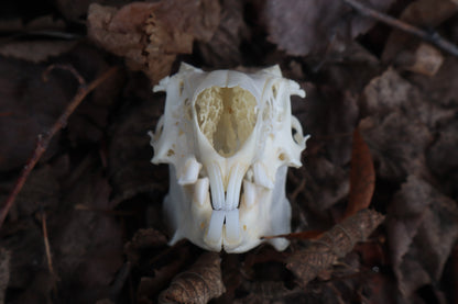 Jack Rabbit Skull