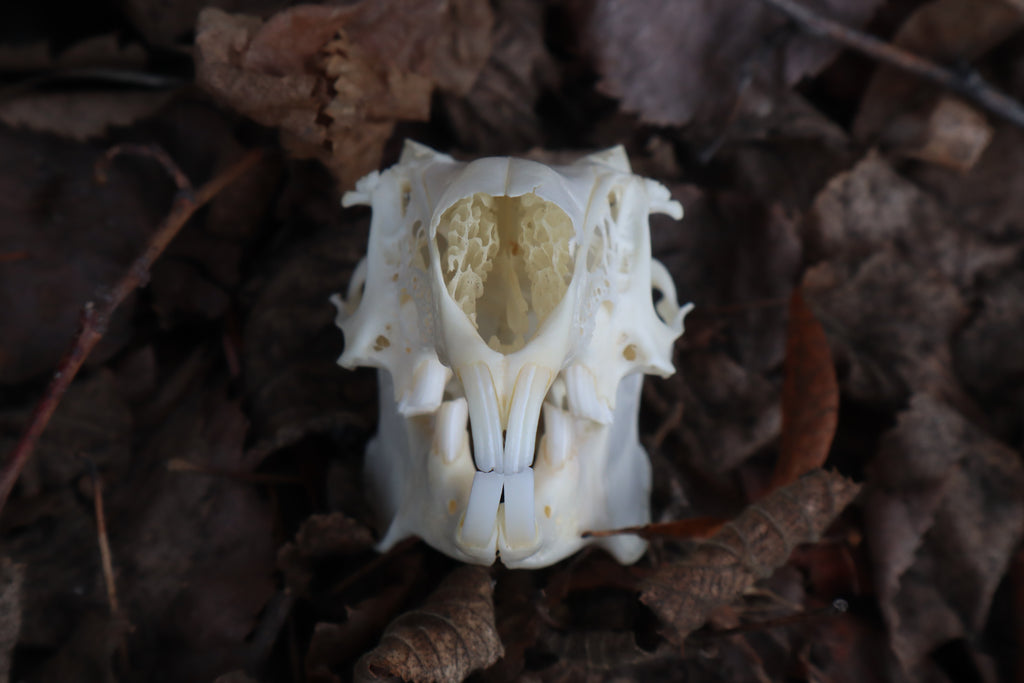 Jack Rabbit Skull