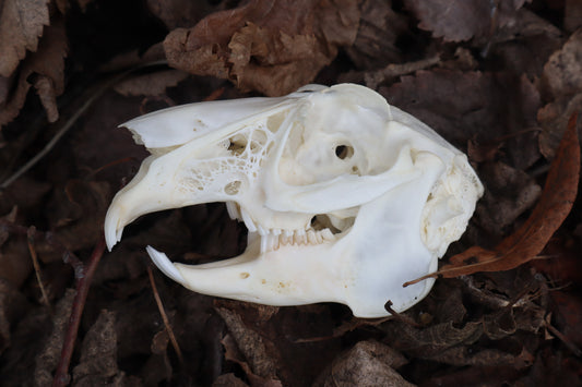 Jack Rabbit Skull