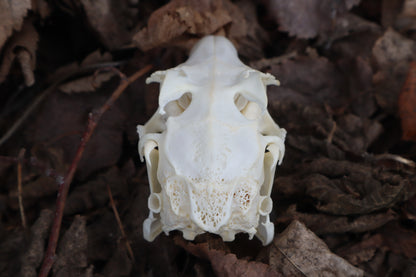 Jack Rabbit Skull