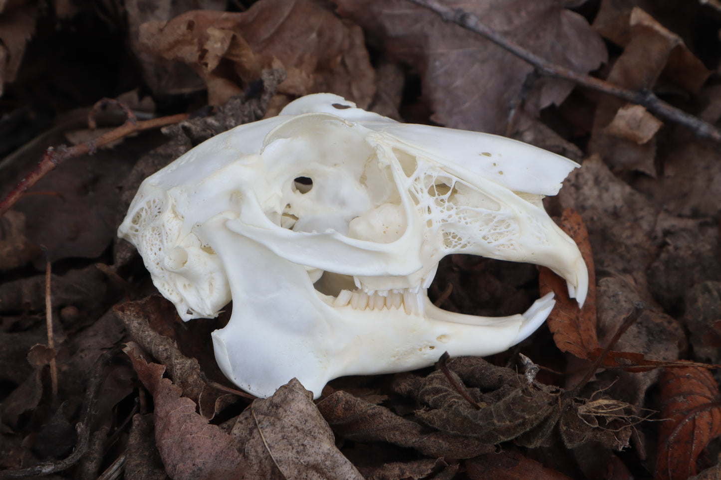 Jack Rabbit Skull