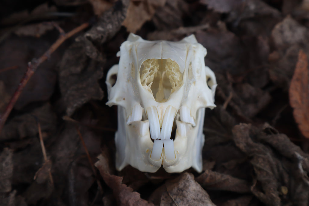 Jack Rabbit Skull