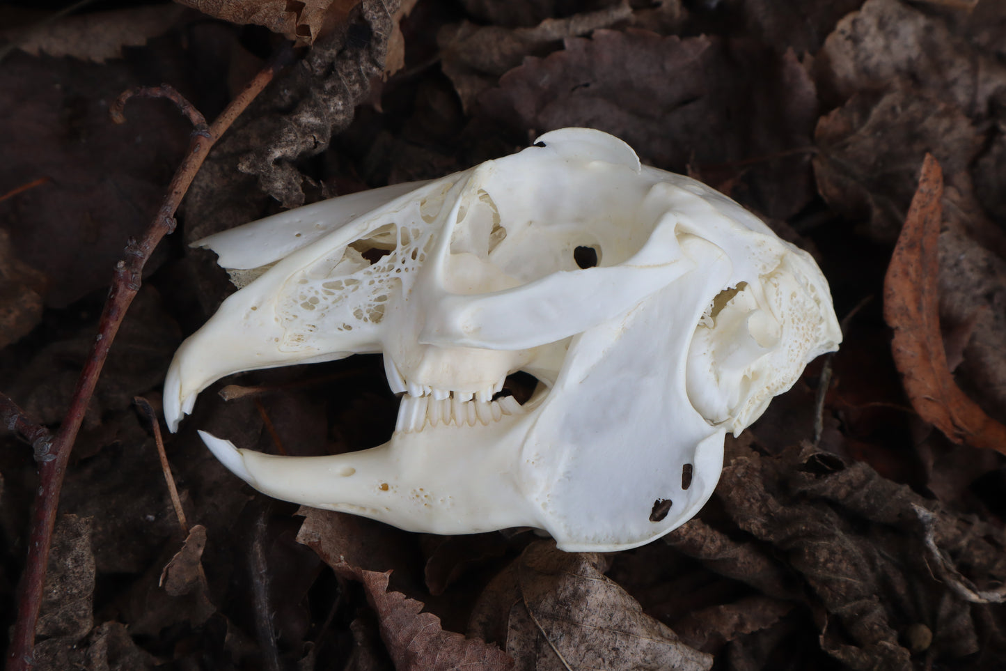 Jack Rabbit Skull