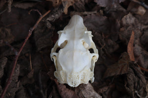 Jack Rabbit Skull