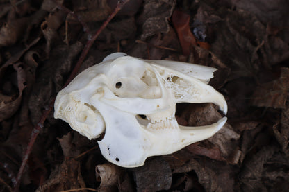 Jack Rabbit Skull