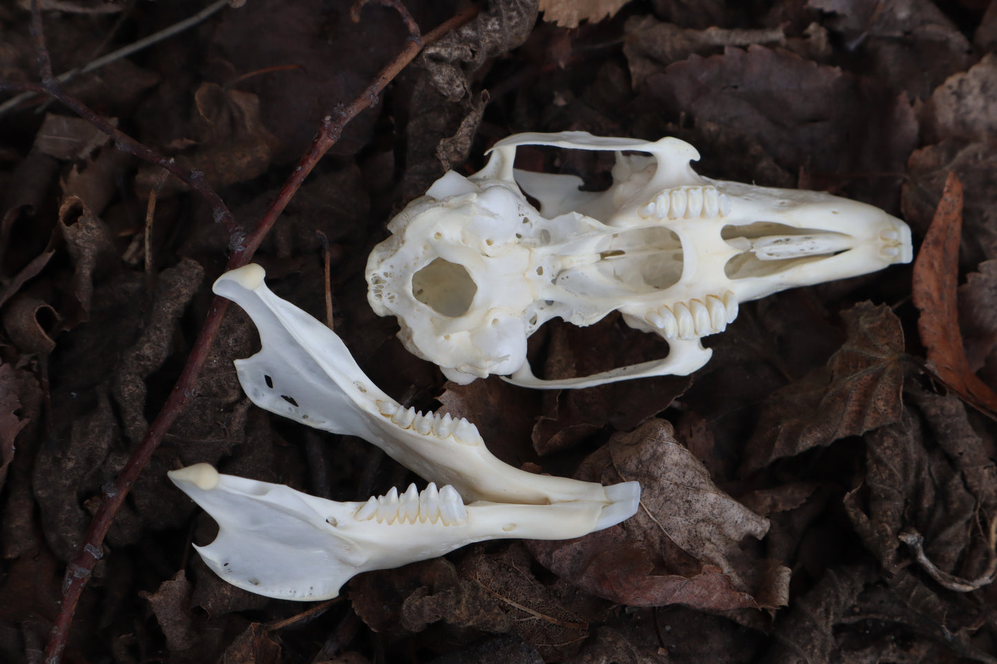 Jack Rabbit Skull