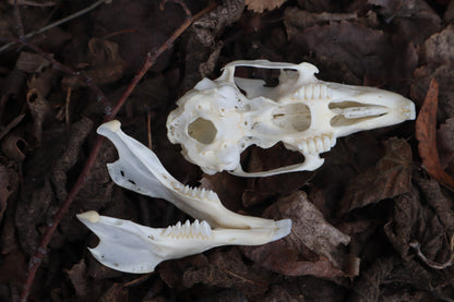 Jack Rabbit Skull