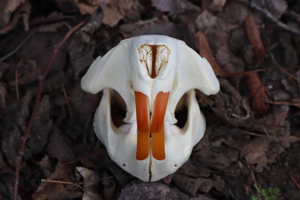 Beaver Skull