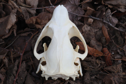Beaver Skull