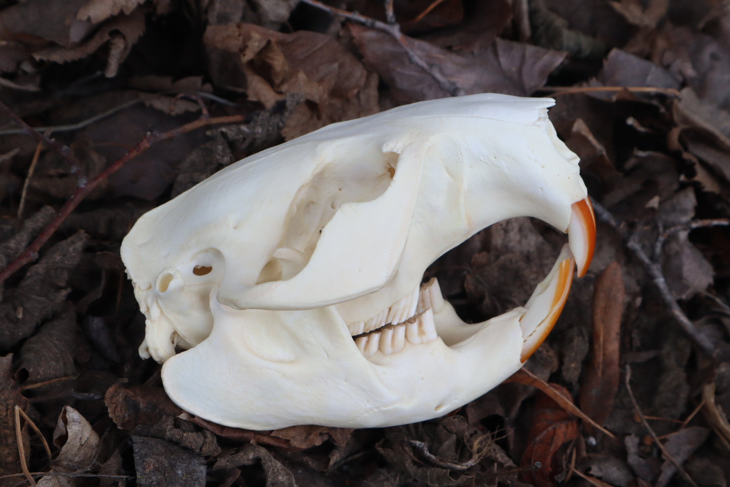Beaver Skull