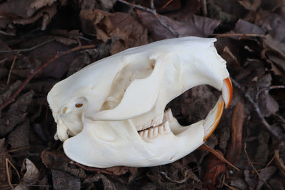 Beaver Skull