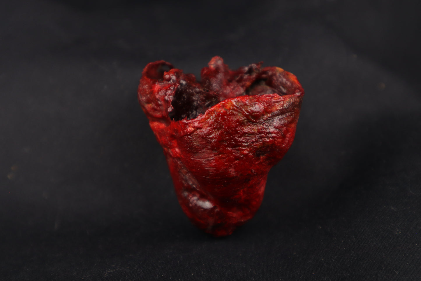 Dry Preserved Bobcat Heart