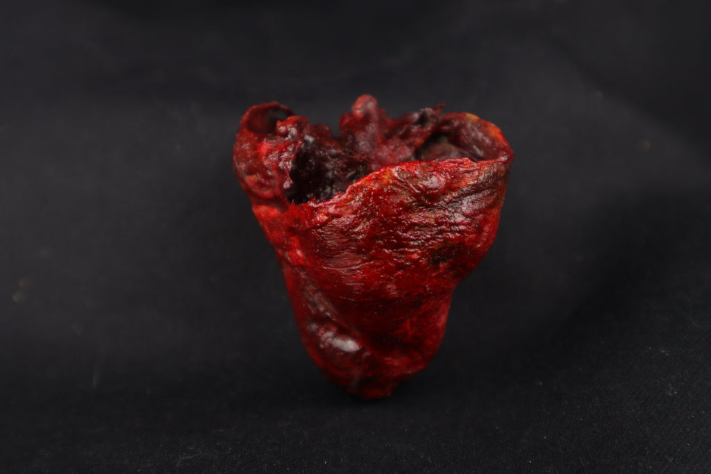 Dry Preserved Bobcat Heart