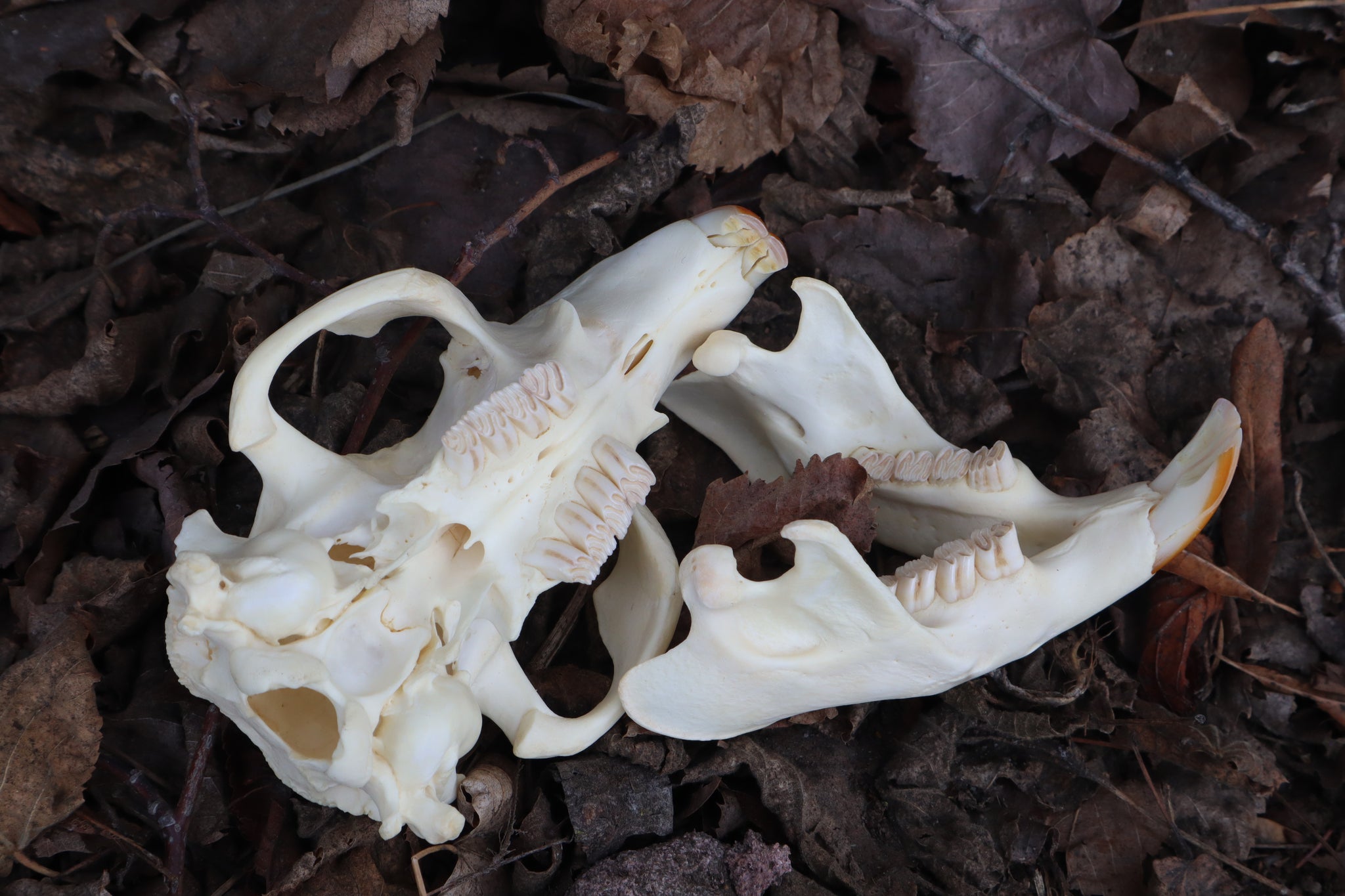 Beaver Skull