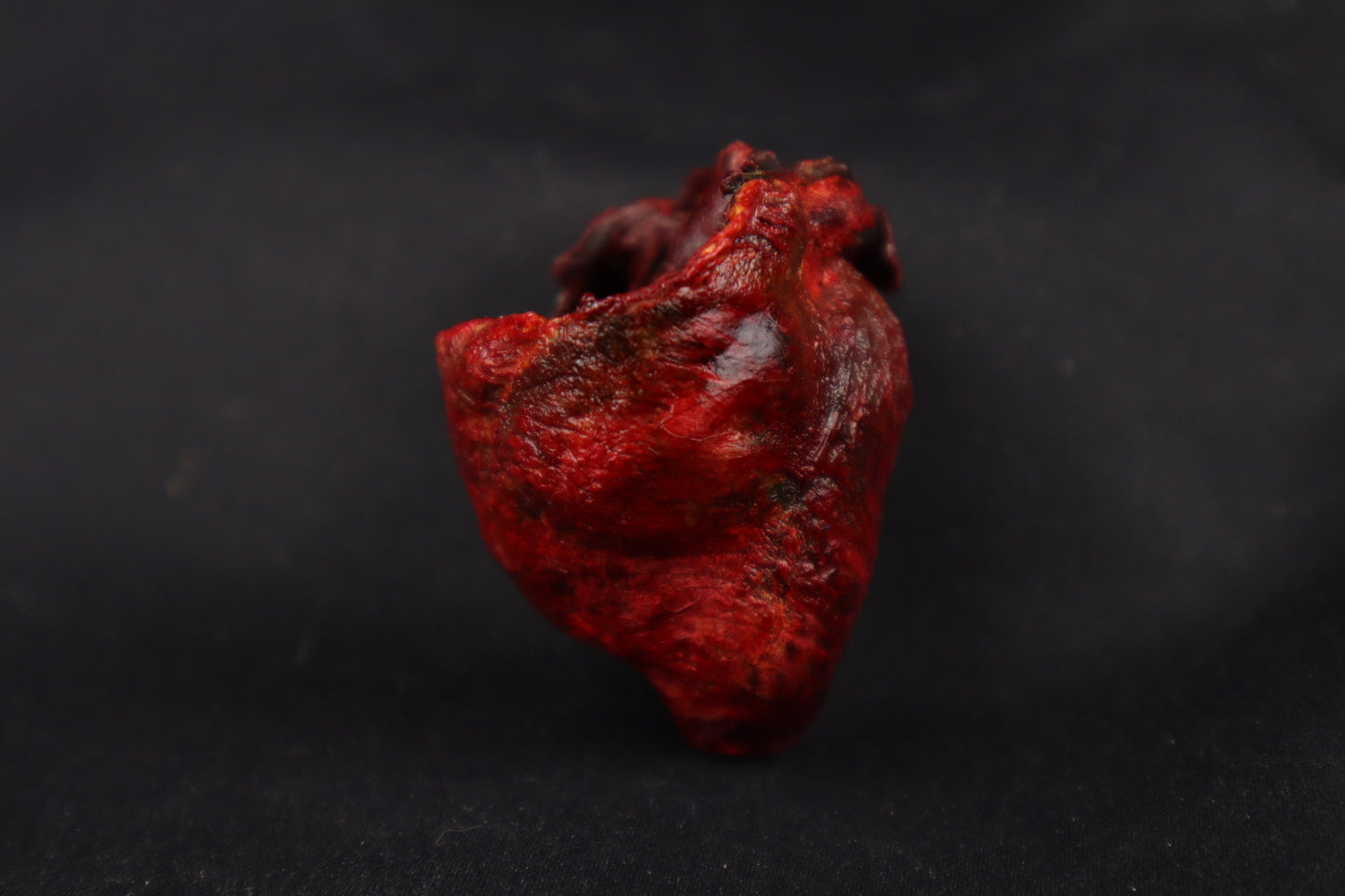 Dry Preserved Bobcat Heart