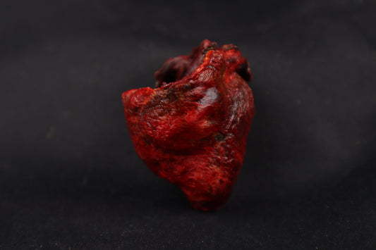 Dry Preserved Bobcat Heart