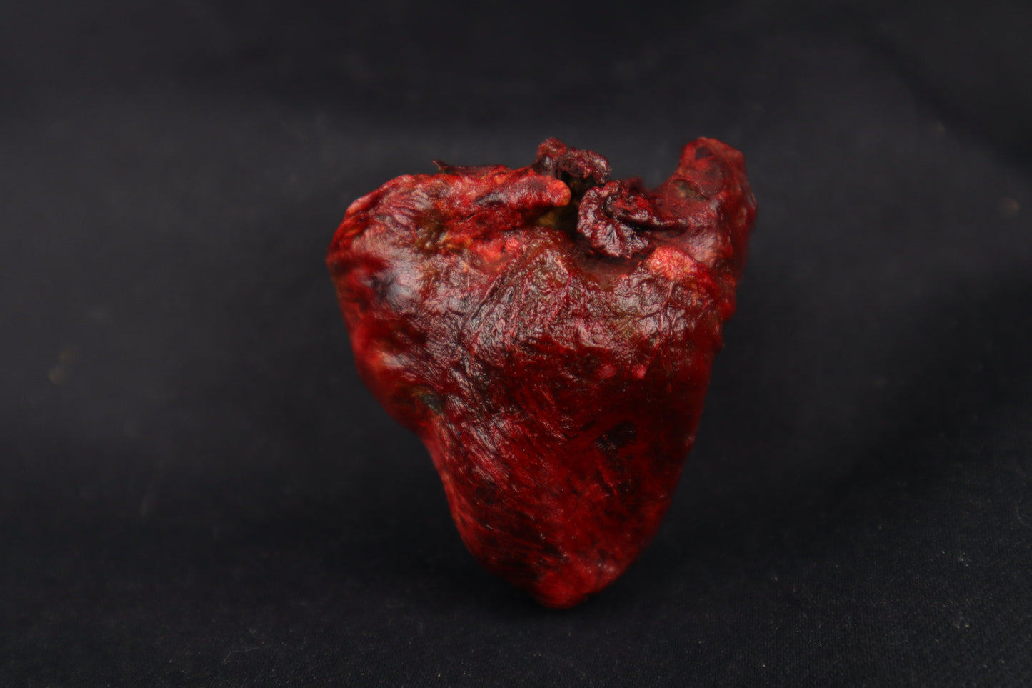 Dry Preserved Bobcat Heart