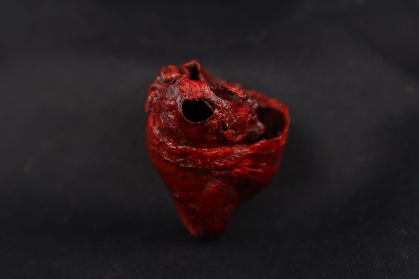 Dry Preserved Bobcat Heart
