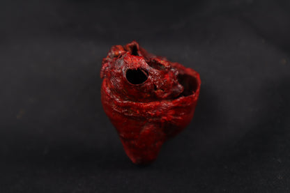 Dry Preserved Bobcat Heart