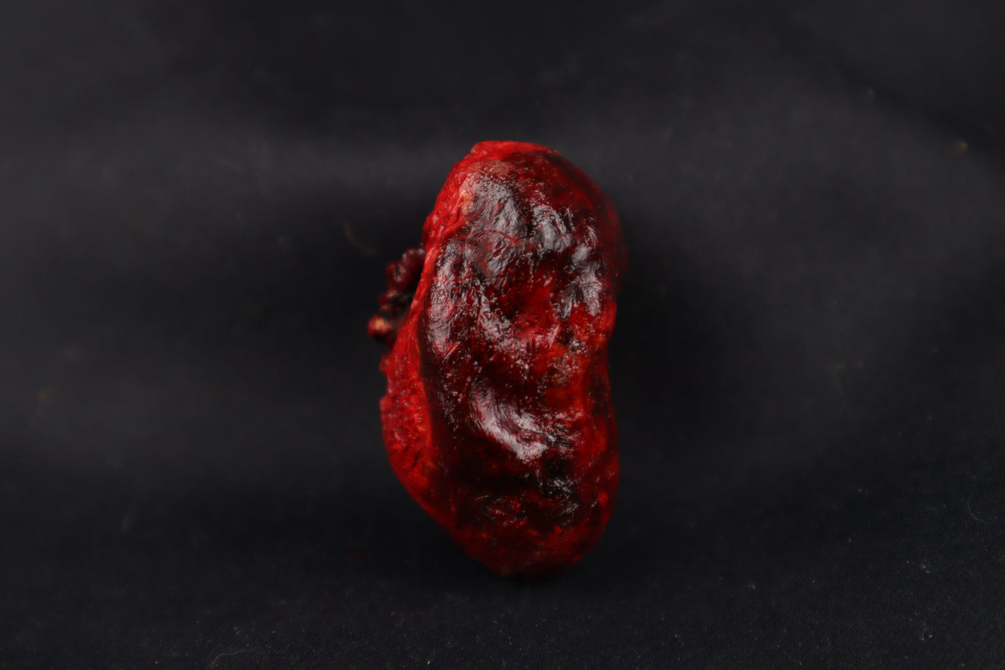 Dry Preserved Bobcat Heart