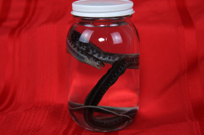 Garter Snake Wet Specimen