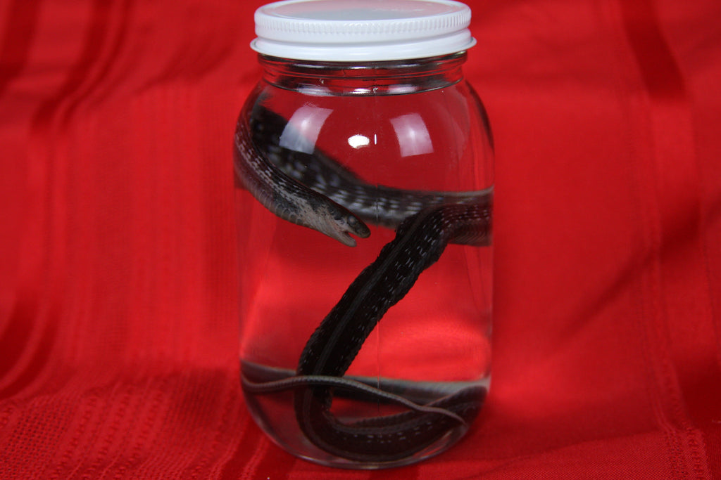 Garter Snake Wet Specimen
