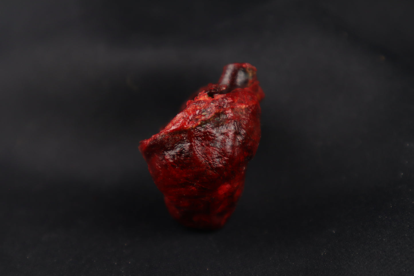 Dry Preserved Bobcat Heart