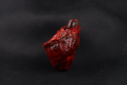 Dry Preserved Bobcat Heart