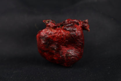 Dry Preserved Bobcat Heart