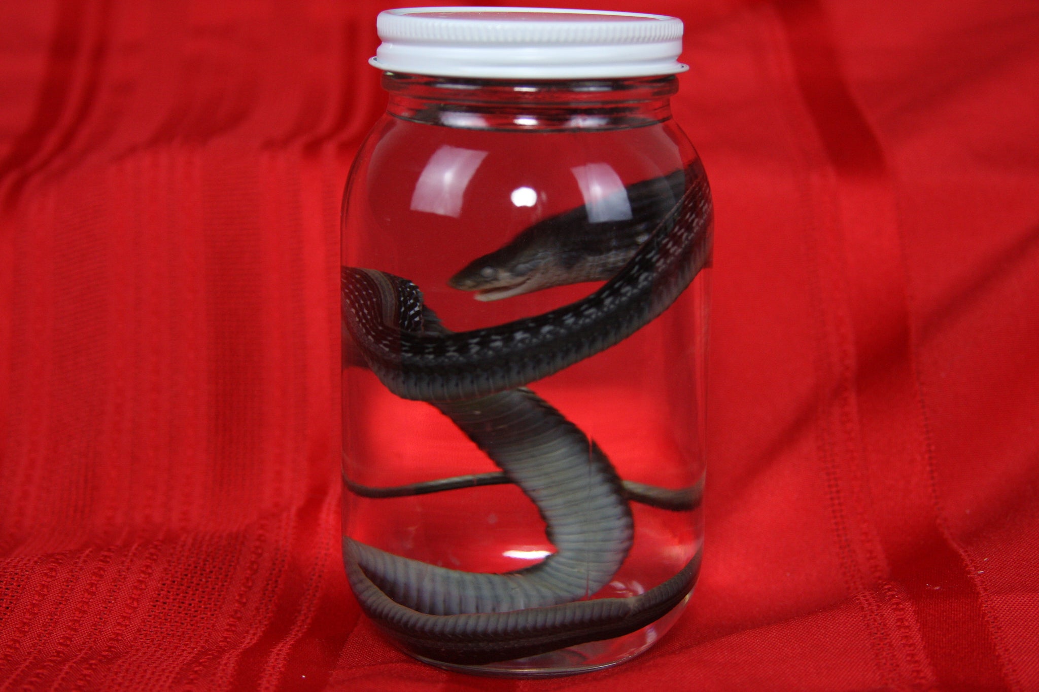 Garter Snake Wet Specimen