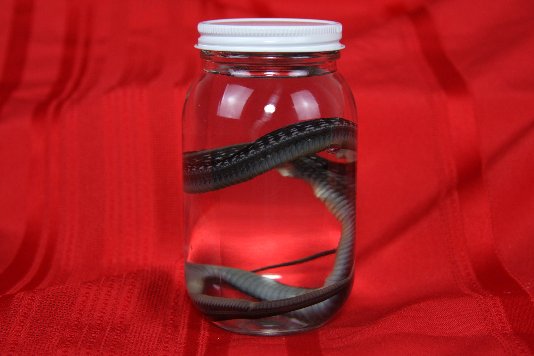 Garter Snake Wet Specimen