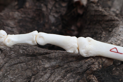 Gray Wolf Finger Articulation