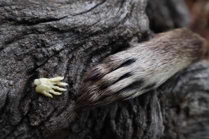 Fetal Raccoon Paw Articulation