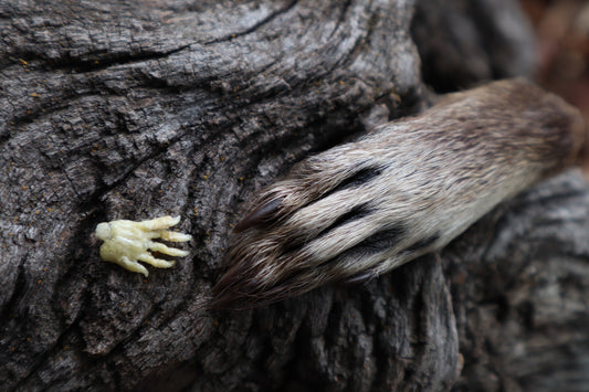 Fetal Raccoon Paw Articulation
