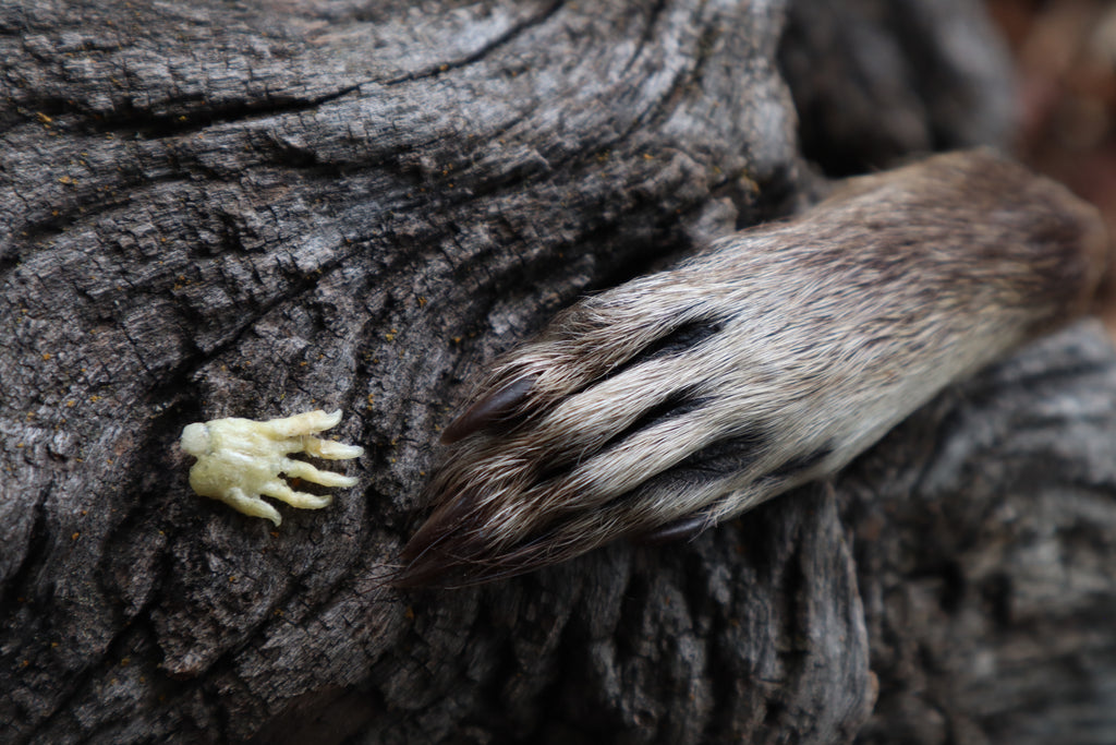 Fetal Raccoon Paw Articulation