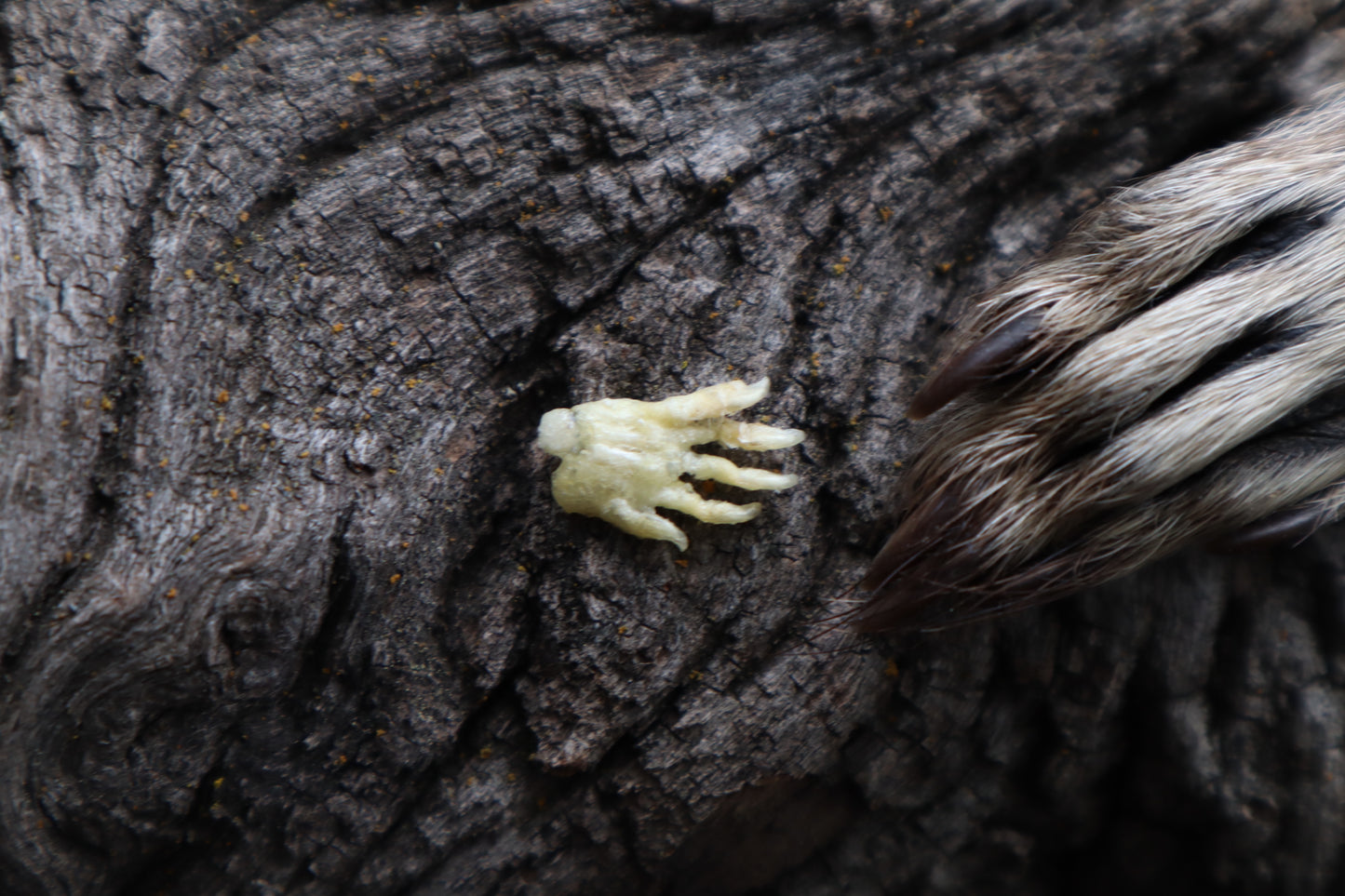 Fetal Raccoon Paw Articulation