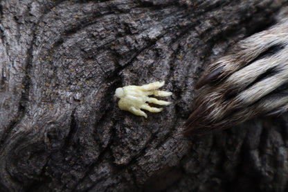 Fetal Raccoon Paw Articulation