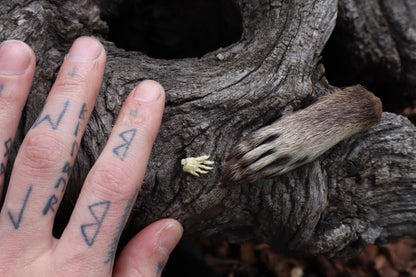 Fetal Raccoon Paw Articulation