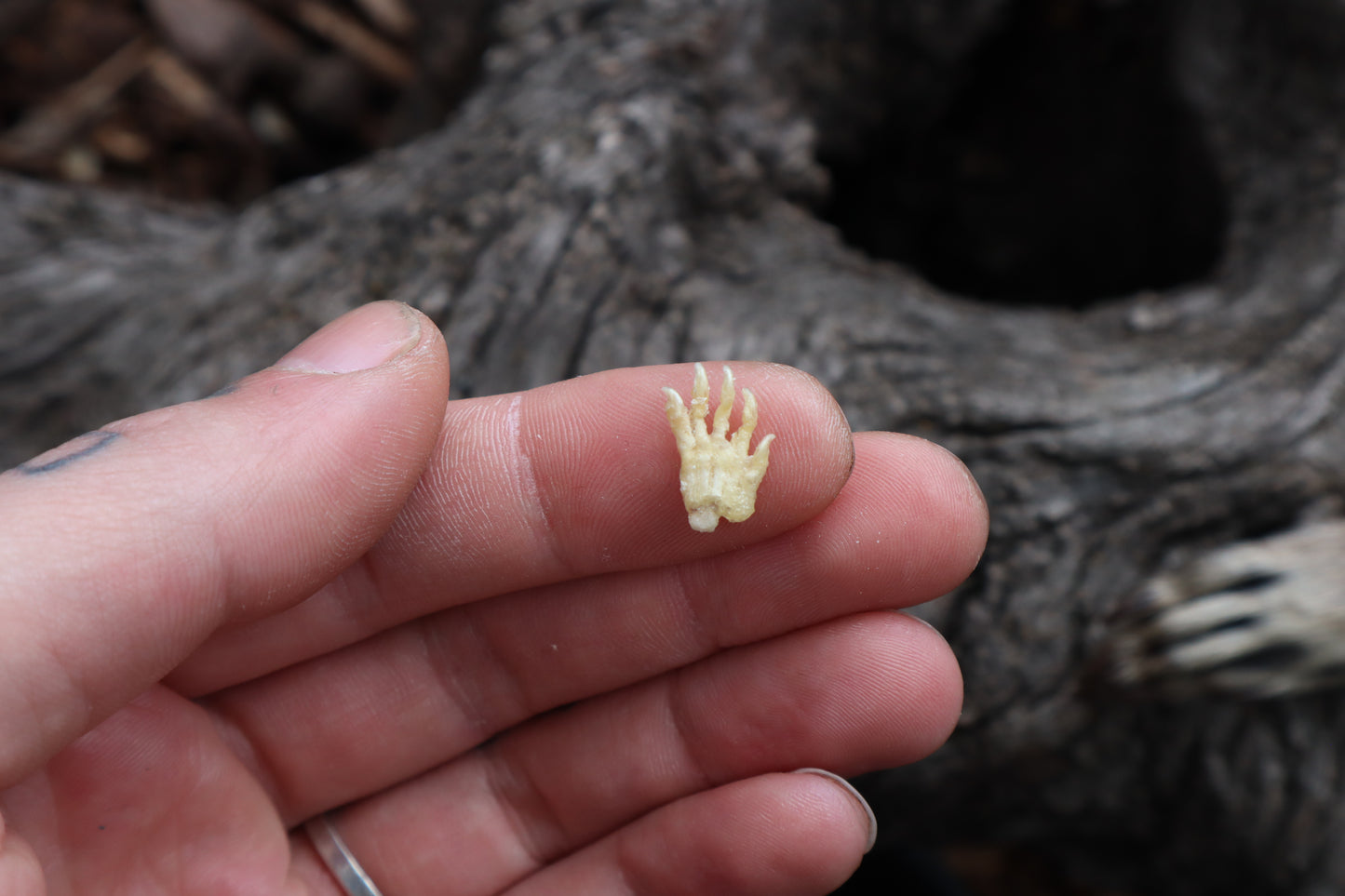 Fetal Raccoon Paw Articulation