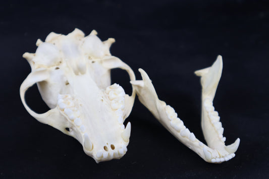 Coyote Skull