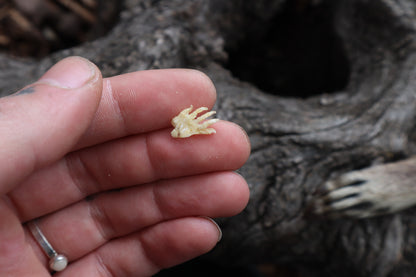 Fetal Raccoon Paw Articulation