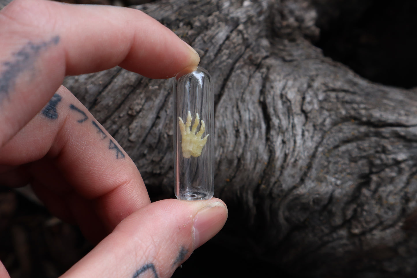 Fetal Raccoon Paw Articulation