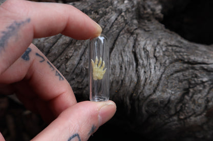 Fetal Raccoon Paw Articulation