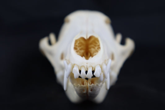 Coyote Skull
