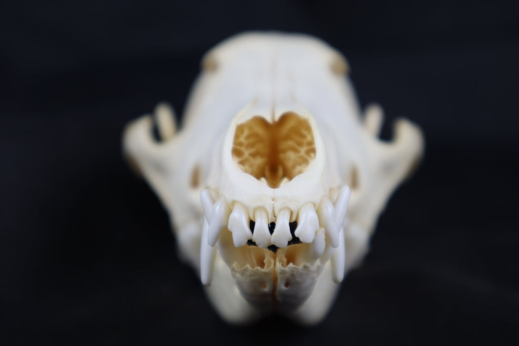 Coyote Skull